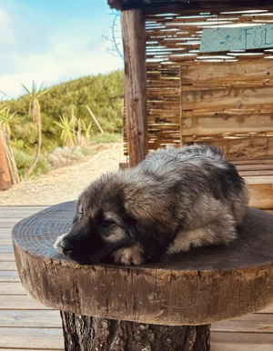 Kaukasischer Schäferhund aus Griechenland sucht ein Zuhause 