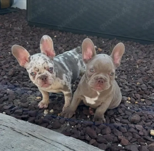 Französische Bulldoggenwelpen - 3Weibchen und 2 Männchen)