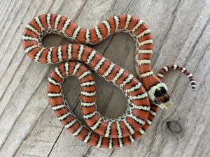 0.1 Lampropeltis Pyromelana Knoblochi Osborne Typ 2