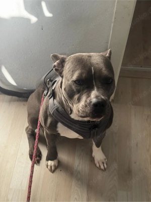 steff mix bully zum abgeben Bild 4