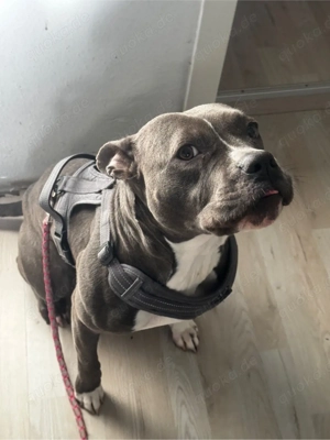 steff mix bully zum abgeben Bild 3