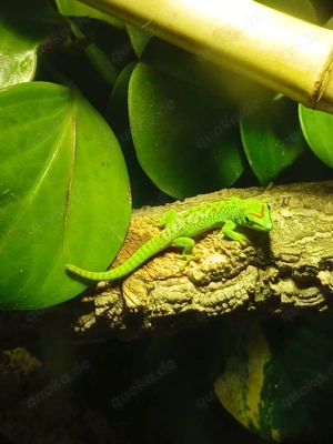 Madagaskar Taggecko, Phelsuma Grandis Jungtiere (adult max.25-30cm)