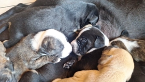 Mischlingswelpen zu Verkaufen