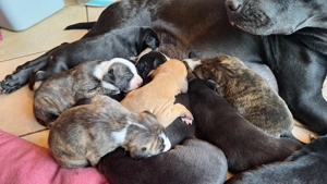 Mischlingswelpen zu Verkaufen