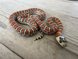 0.1 Lampropeltis Pyromelana Knoblochi Osborne Typ 2 Bild 4