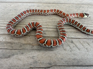 0.1 Lampropeltis Pyromelana Knoblochi Osborne Typ 2 Bild 3