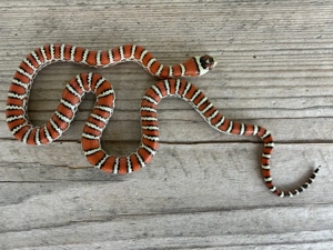 0.1 Lampropeltis Pyromelana Knoblochi Osborne Typ 2 Bild 2