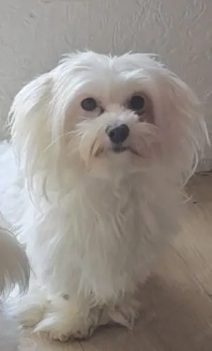 Malteser Hund sucht ein Zuhause 