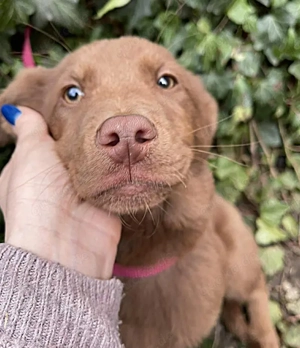 RED - toller Familienhund (wartet in Rumänien)
