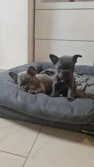 Französische Bulldoggenwelpen suchen ein liebevolles Zuhause.