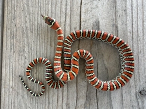 0.1 Lampropeltis Pyromelana Pyromelana Osborne Typ 2