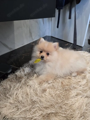 Pomeranian spitz