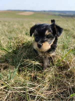 Yorkshire Welpen 