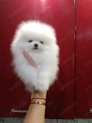 Pomeranian-Welpen