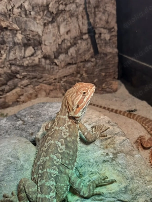 Bartagame 7 Monate Männchen