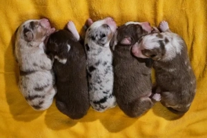 Wurfankündigung Mini Aussie - Australian Shepherd