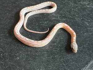 Kornnatter Nachzucht Paar 1.1 Ghost Sunkissed Tessera Motley het. Amel Bild 4