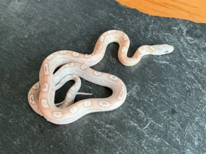 Kornnatter Nachzucht Paar 1.1 Ghost Sunkissed Tessera Motley het. Amel Bild 2