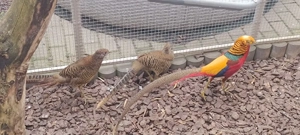 Goldfasane abzugeben 