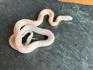 Kornnatter Nachzucht Paar 1.1 Ghost Sunkissed Tessera Motley het. Amel Bild 3