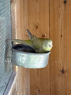 Singsittich weibchen 