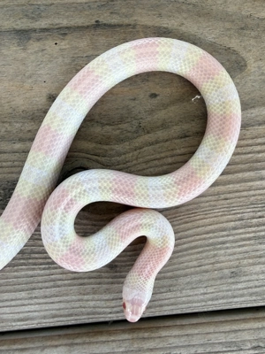 1.0 Lampropeltis Triangulum Hondurensis - Pink Snow