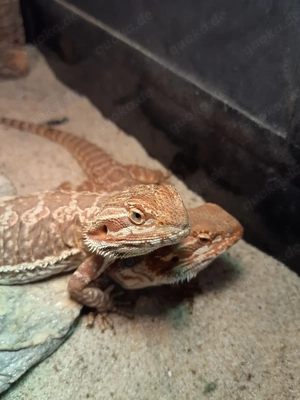 Bartagame 7 Monate Männchen