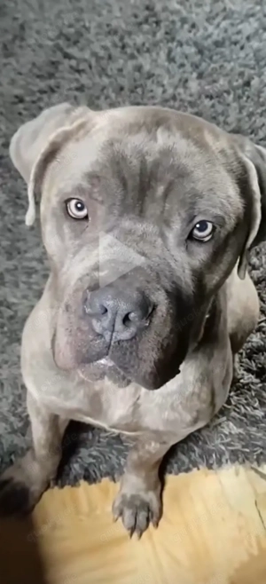 Verkaufe einen cane Corso rüden 