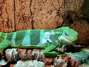 1.0 Brachylophus fasciatus   Hamm möglich