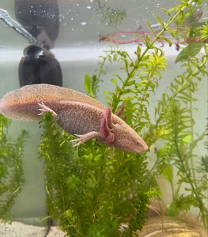 Axolotl in verschiedenen Farben abzugeben. Bild 2