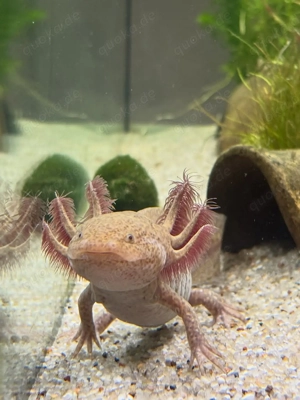 Axolotl in verschiedenen Farben abzugeben. Bild 3