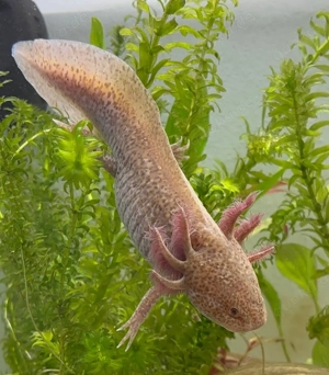 Axolotl in verschiedenen Farben abzugeben. Bild 4