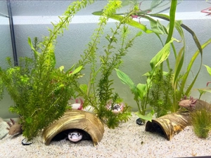 Axolotl in verschiedenen Farben abzugeben. Bild 5