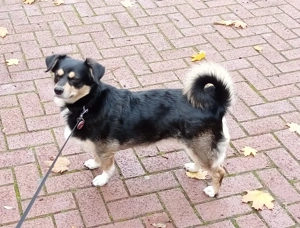 Kleine Mischlingshündin 