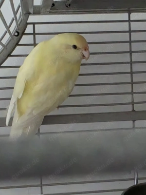 3 Ziegensittiche mit großem Käfig und Zubehör abzugeben