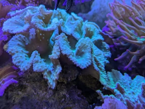 Weichkorallen Meerwasser Korallen (Pilzleder, Ohrenleder u. a.)