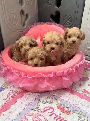 Maltipoo Welpen