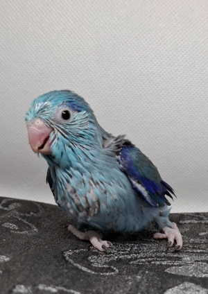 1.0 Sperlingspapageien Mutation 