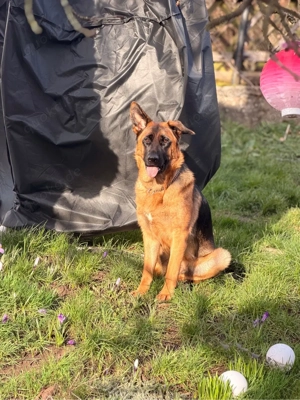 Schäferhündin Nelly sucht ihr Zuhause