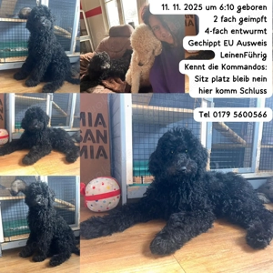 Königspudel Großpudel Pudel