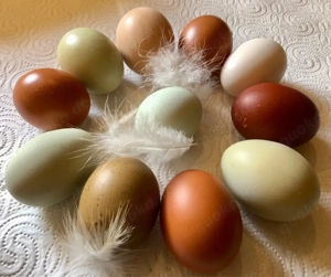 Bruteier Hühner Buntleger