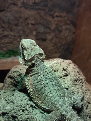 Bartagame 7 Monate Weibchen