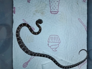 Kornnatter zuvkaufen 