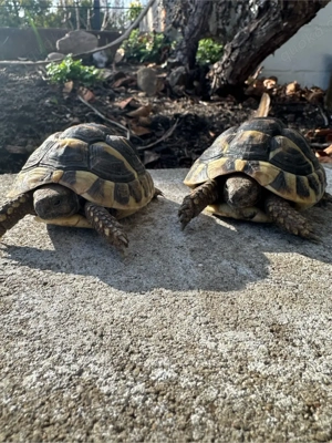 2 griech. Landschildkröten (2024)