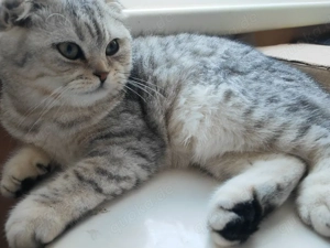 bkh Kitten,BKH Kätzchen, Katerchen 