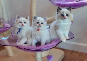 Charming Ragdoll Kittens Seeking Their Forever Homes