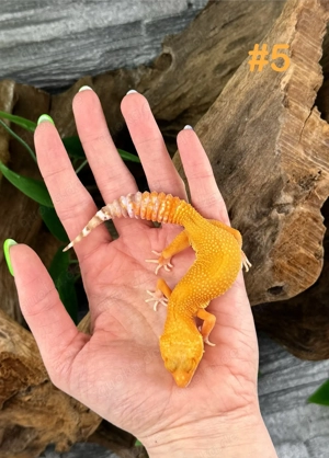 Leopardgecko Weibchen - Nachzucht aus 2025 - Eublepharis macularius