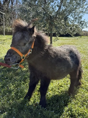 Wer kommt denn schon, um sich die Miniponys zu holen?