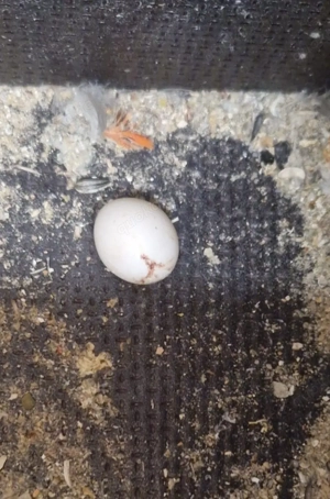 1,1 Rotbauchpapagei Bild 2