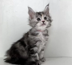 Maine Coon Kitten, WCF Stammbaum, Gen- u Gesundheits-Tests, kastriert, Black Smoke Torty XXL
